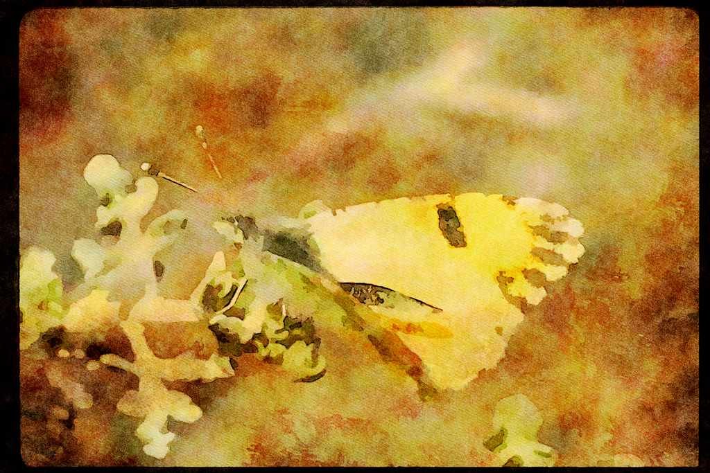 Butterflies 052000 Pima Orange tip A4 Limited Edition Watercolour Print
