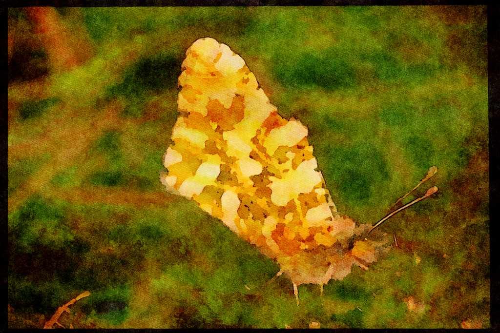 Butterflies 052001 Large Marble A4 Limited Edition Watercolour Print