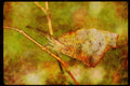 Butterflies 052002 Snout Butterfly A4 Limited Edition Watercolour Print
