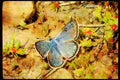 Butterflies 052003 Greenish Blue A4 Limited Edition Watercolour Print