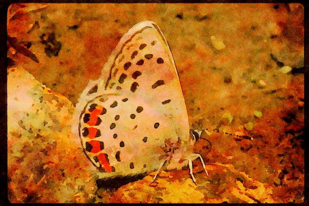 Butterflies 052004 Acmon Blue A4 Limited Edition Watercolour Print