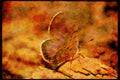 Butterflies 052005 Shasta Blue A4 Limited Edition Watercolour Print