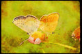 Butterflies 052006 Anna Blue A4 Limited Edition Watercolour Print