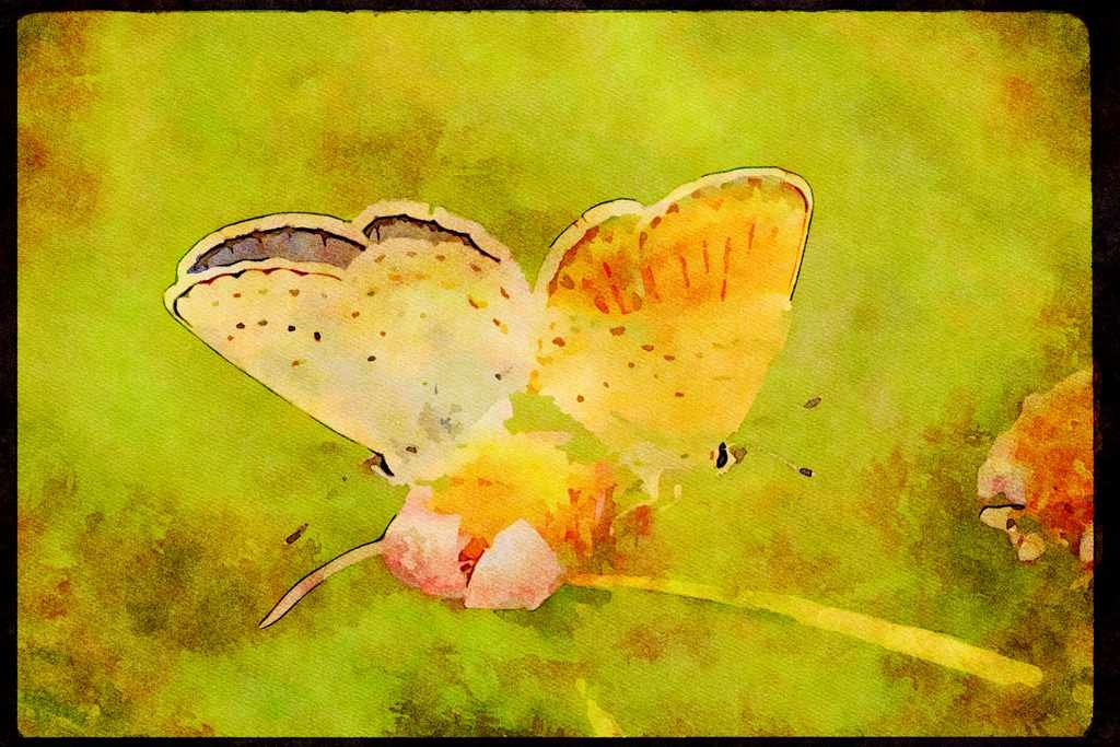 Butterflies 052006 Anna Blue A4 Limited Edition Watercolour Print