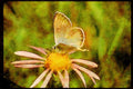 Butterflies 052007 Gray Blue A4 Limited Edition Watercolour Print