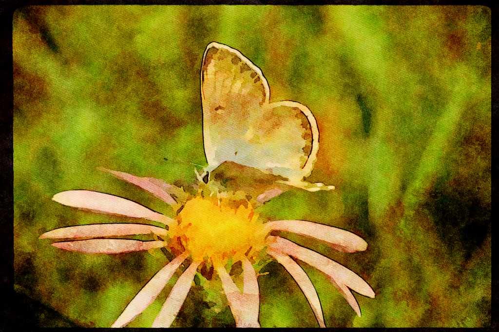 Butterflies 052007 Gray Blue A4 Limited Edition Watercolour Print