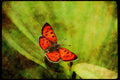 Butterflies 052008 Lustrous Copper A4 Limited Edition Watercolour Print