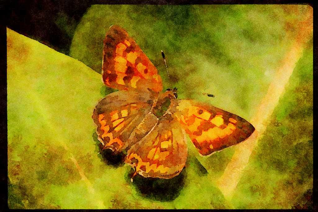 Butterflies 052009 Tailed Copper A4 Limited Edition Watercolour Print