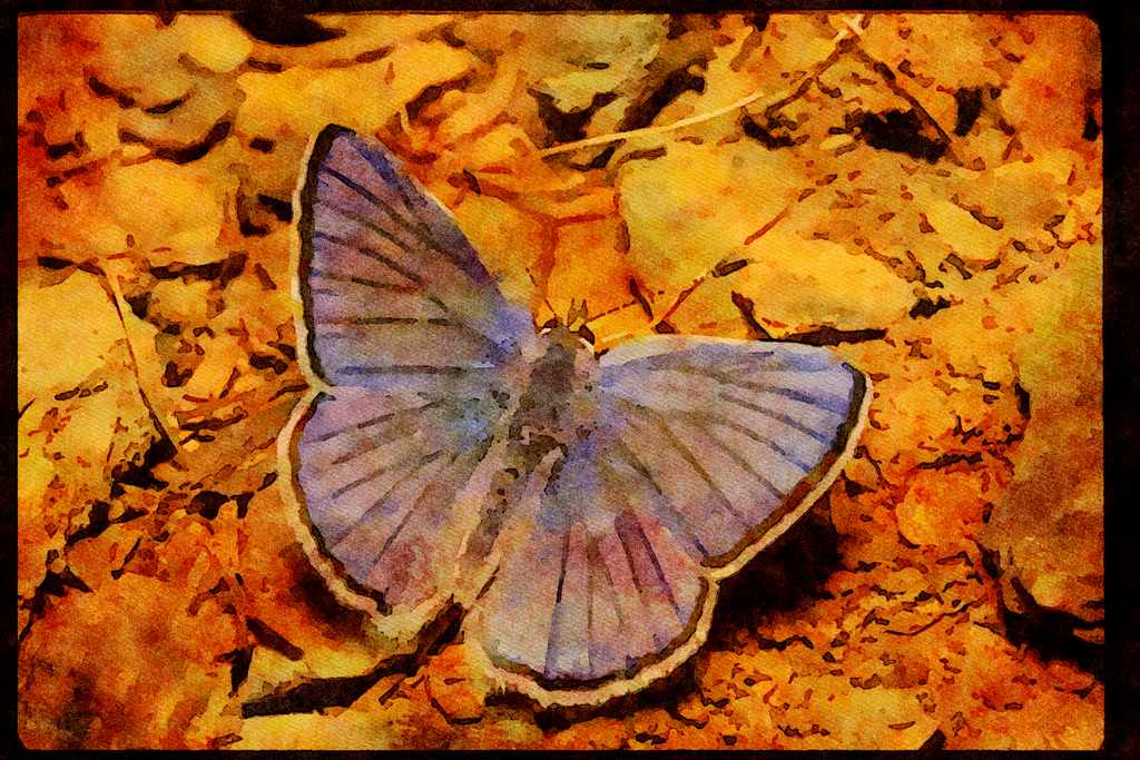 Butterflies 052010 Blue Copper A4 Limited Edition Watercolour Print