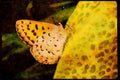 Butterflies 052011 Mariposa Copper A4 Limited Edition Watercolour Print