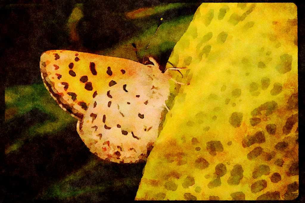 Butterflies 052011 Mariposa Copper A4 Limited Edition Watercolour Print