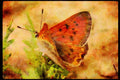 Butterflies 052012 Purplish Copper A4 Limited Edition Watercolour Print