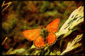 Butterflies 052013 Ruddy Copper A4 Limited Edition Watercolour Print