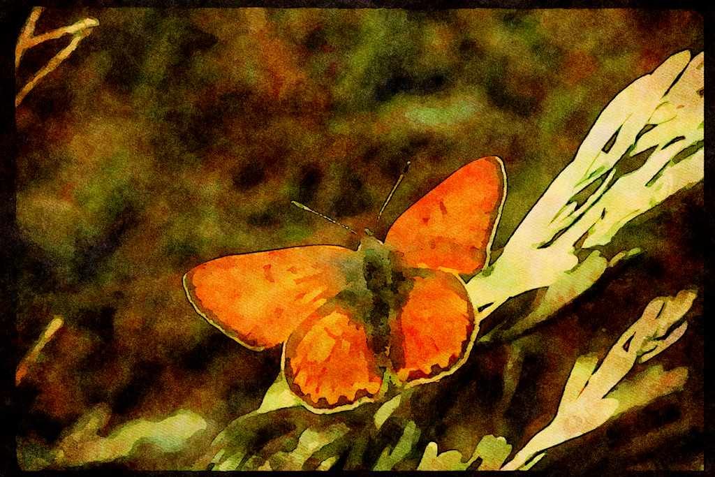 Butterflies 052013 Ruddy Copper A4 Limited Edition Watercolour Print