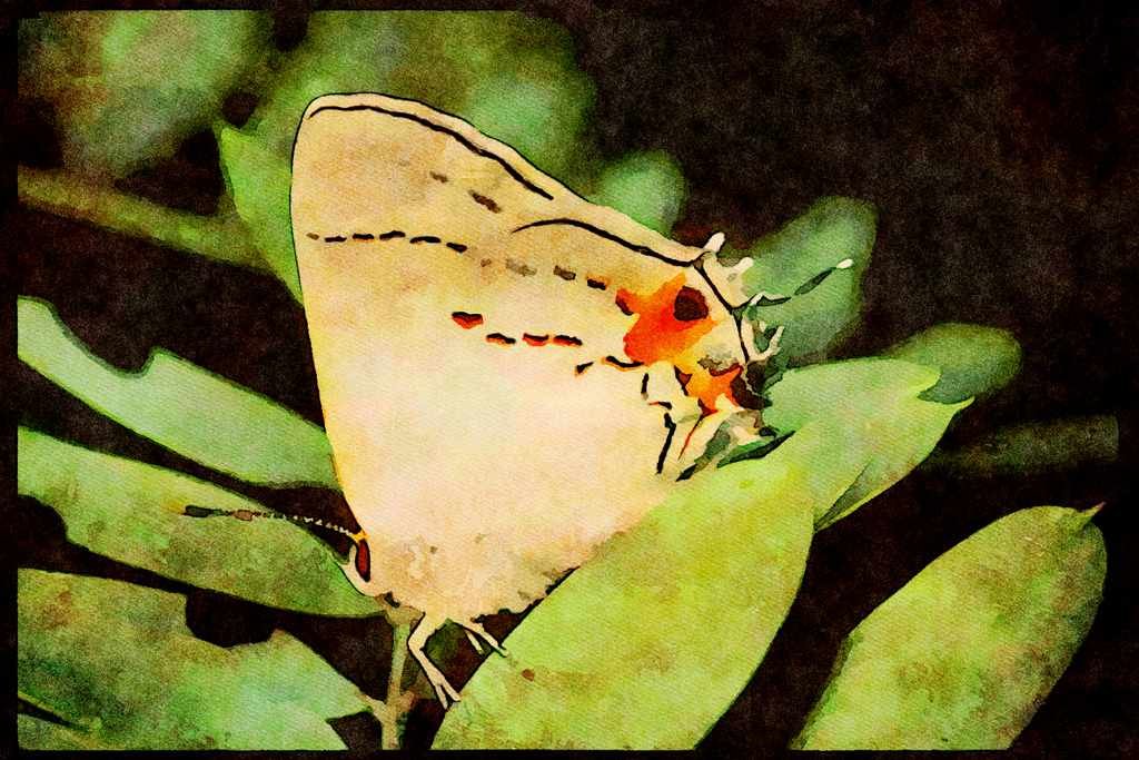 Butterflies 052014 Common Hairstreak A4 Limited Edition Watercolour Print