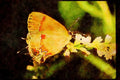 Butterflies 052015 Red banded Hairstreak A4 Limited Edition Watercolour Print