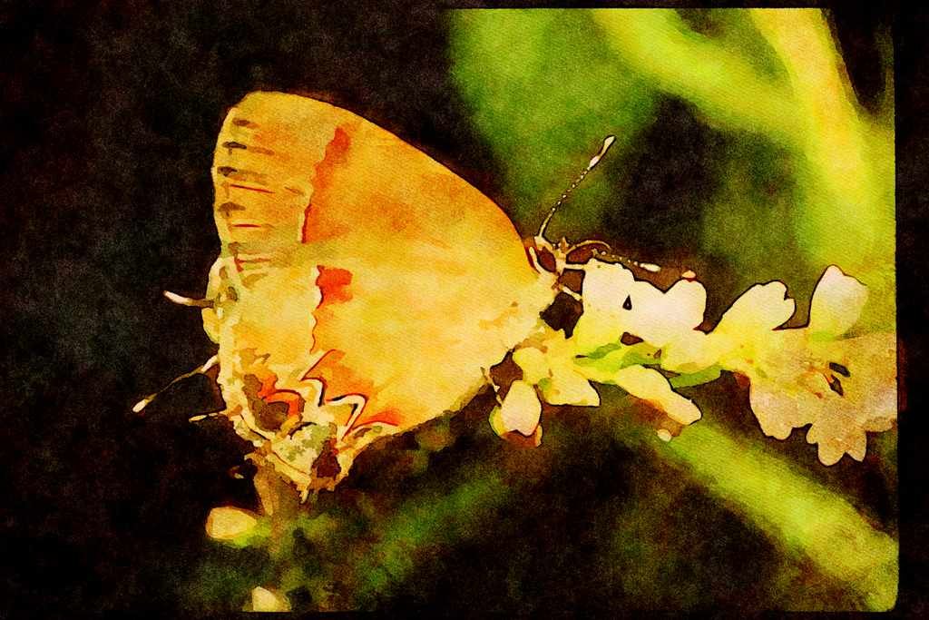 Butterflies 052015 Red banded Hairstreak A4 Limited Edition Watercolour Print