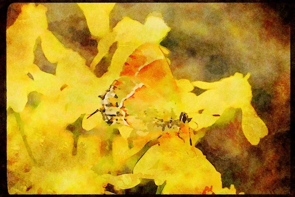 Butterflies 052016 Siva Hairstreak A4 Limited Edition Watercolour Print