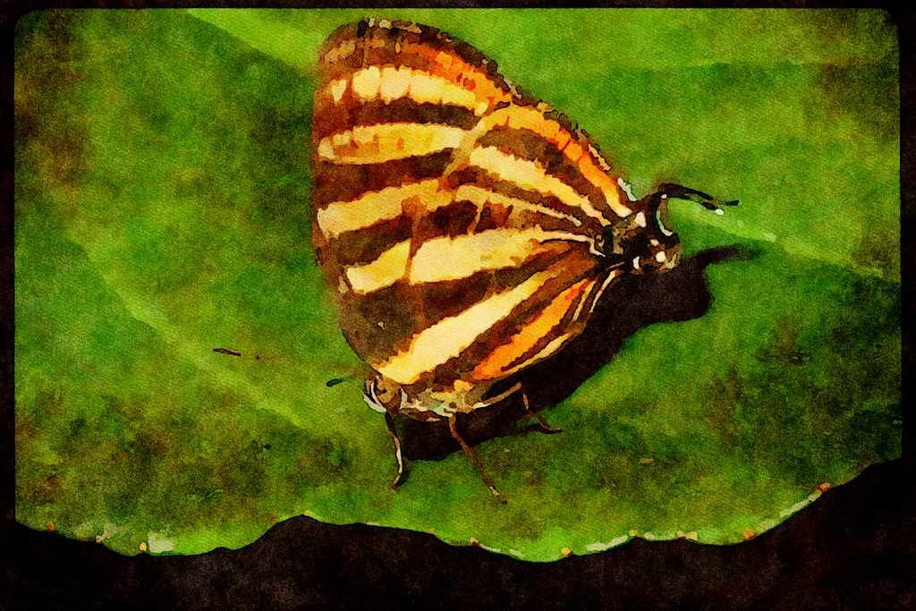 Butterflies 052018 Convict Hairstreak A4 Limited Edition Watercolour Print