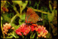 Butterflies 052019 Great Purple Hairstreak A4 Limited Edition Watercolour Print