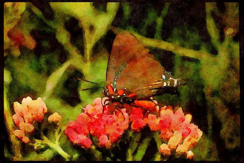 Butterflies 052019 Great Purple Hairstreak A4 Limited Edition Watercolour Print