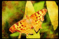 Butterflies 052020 Golden Anglewing A4 Limited Edition Watercolour Print