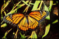 Butterflies 052021 Viceroy A4 Limited Edition Watercolour Print