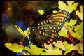Butterflies 052022 Red spotted Purple A4 Limited Edition Watercolour Print