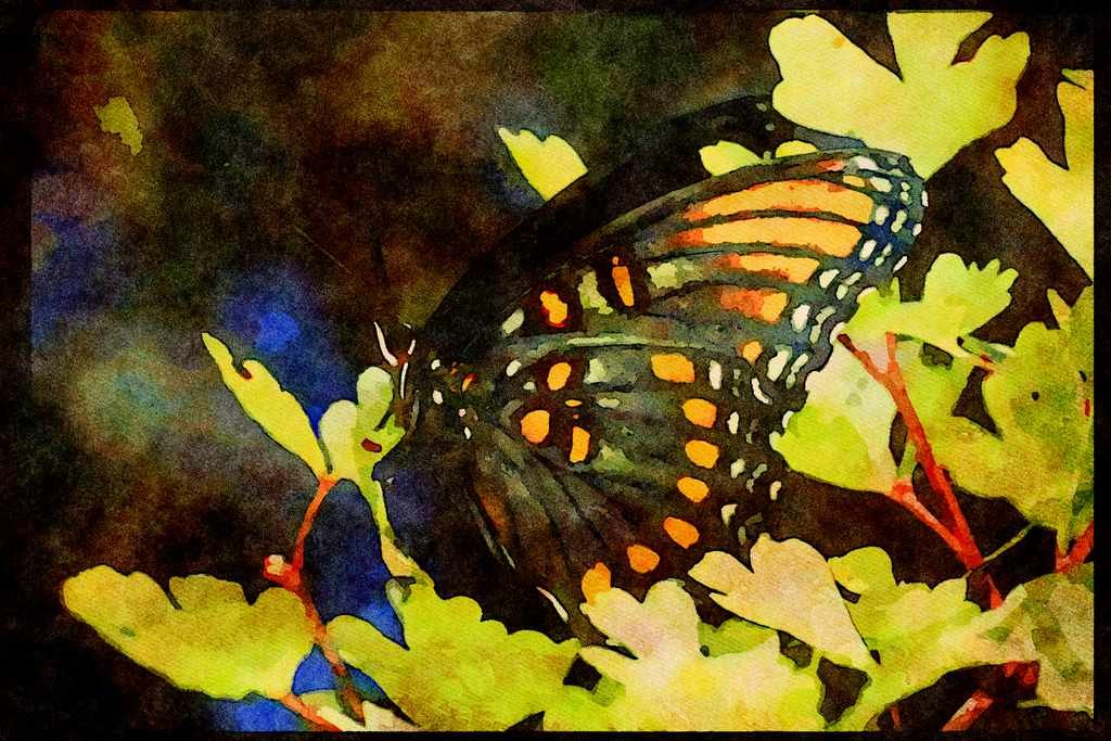 Butterflies 052022 Red spotted Purple A4 Limited Edition Watercolour Print
