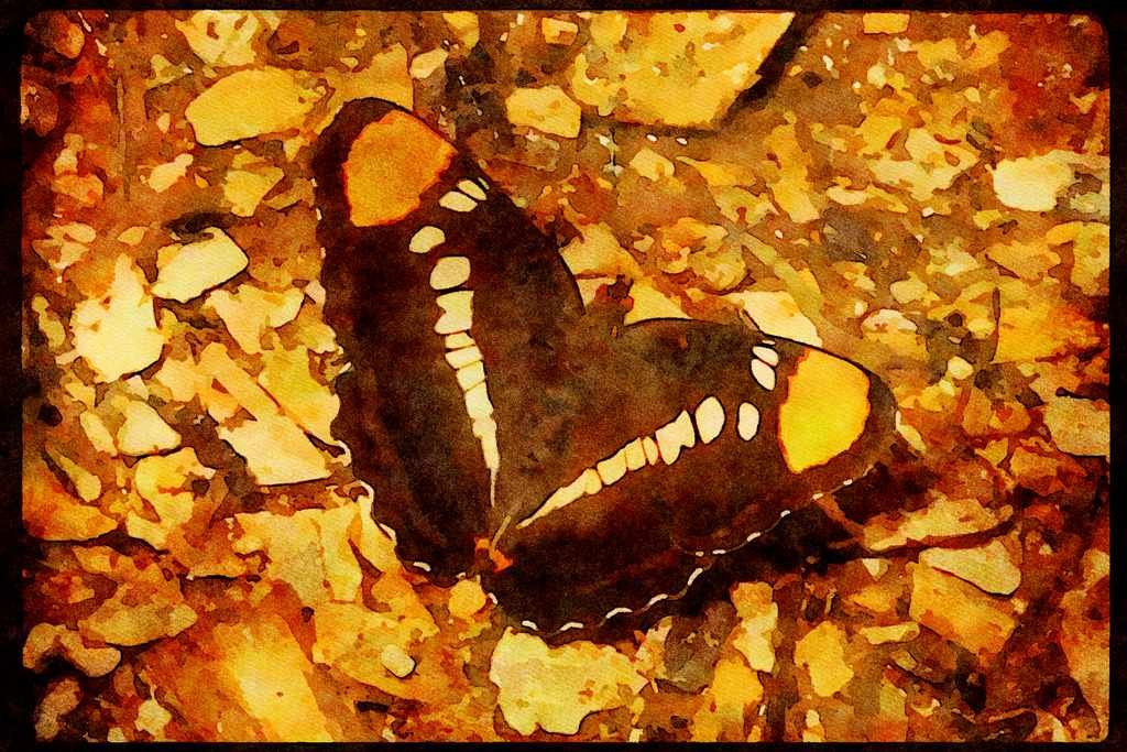 Butterflies 052023 California Sister A4 Limited Edition Watercolour Print