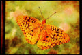 Butterflies 052026 Great Spangled Fritillary A4 Limited Edition Watercolour Print