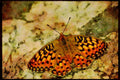 Butterflies 052027 Callippe Fritillary A4 Limited Edition Watercolour Print