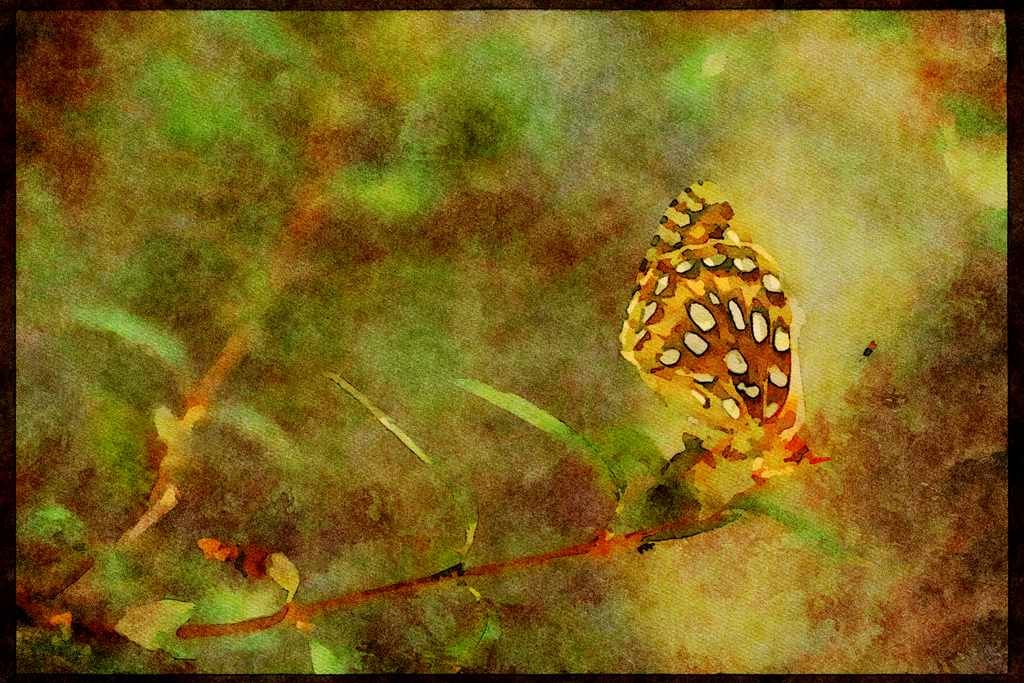 Butterflies 052028 Callippe Fritillary A4 Limited Edition Watercolour Print