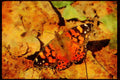 Butterflies 052029 West Coast Lady A4 Limited Edition Watercolour Print