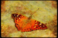 Butterflies 052030 Desert Hackberry Butterfly A4 Limited Edition Watercolour Print