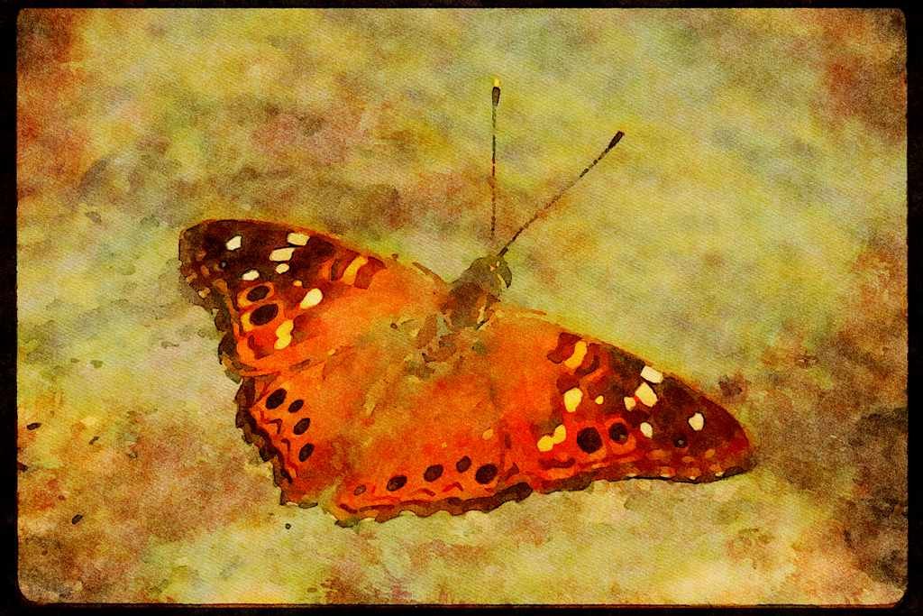 Butterflies 052030 Desert Hackberry Butterfly A4 Limited Edition Watercolour Print
