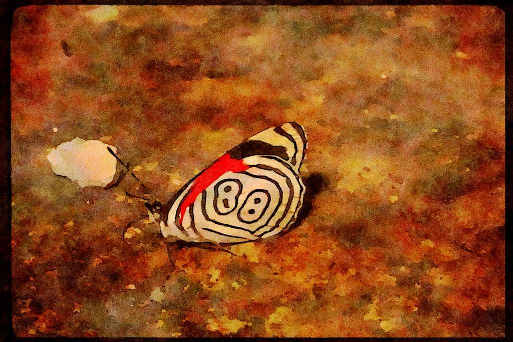 Butterflies 052031 Tropical Leafwing A4 Limited Edition Watercolour Print