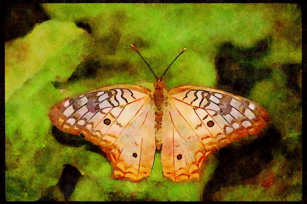 Butterflies 052032 White Peacock A4 Limited Edition Watercolour Print