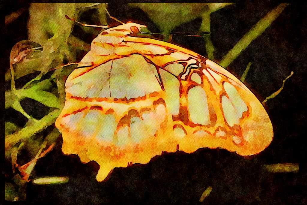 Butterflies 052033 Malachite A4 Limited Edition Watercolour Print