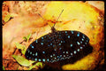 Butterflies 052035 Cracker A4 Limited Edition Watercolour Print