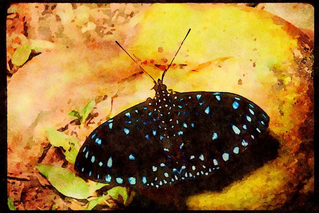 Butterflies 052035 Cracker A4 Limited Edition Watercolour Print