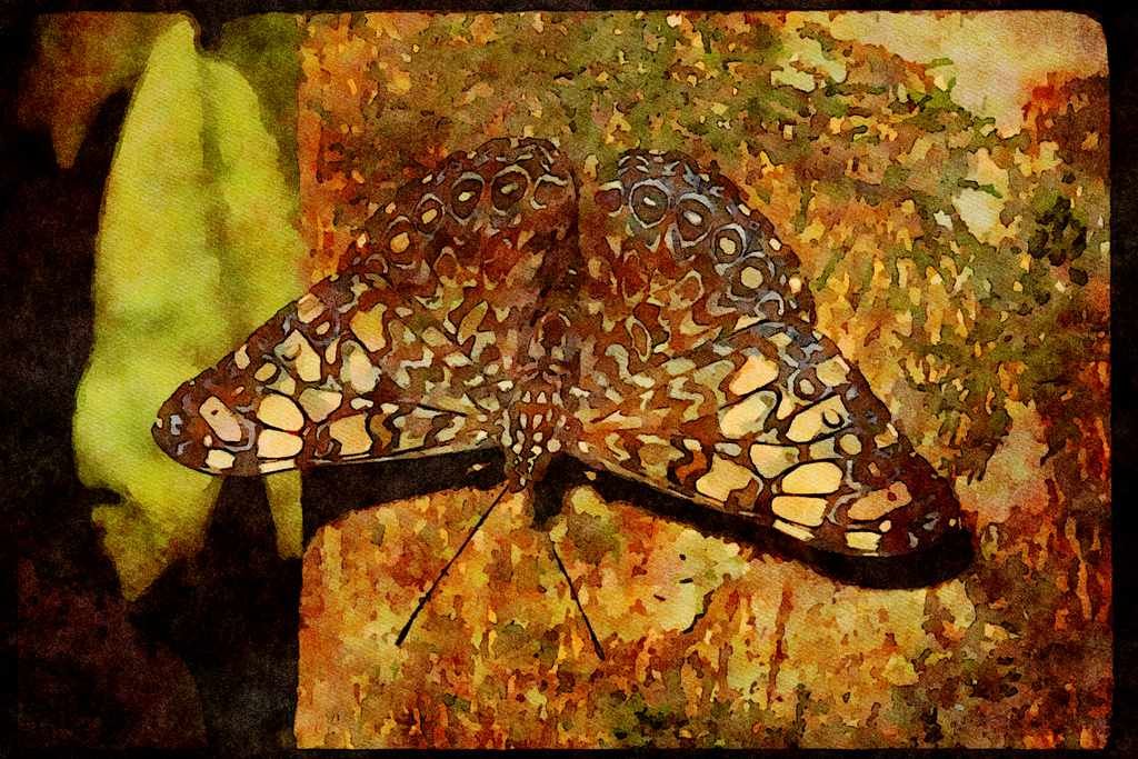 Butterflies 052036 Cracker A4 Limited Edition Watercolour Print