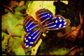 Butterflies 052037 Blue Wave A4 Limited Edition Watercolour Print