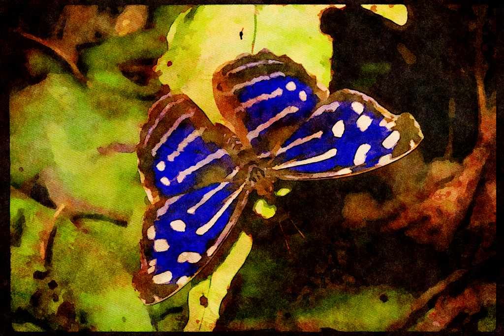Butterflies 052037 Blue Wave A4 Limited Edition Watercolour Print