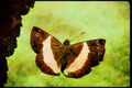 Butterflies 052038 Skipper A4 Limited Edition Watercolour Print