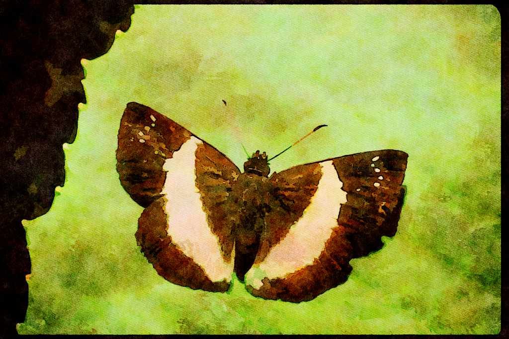 Butterflies 052038 Skipper A4 Limited Edition Watercolour Print