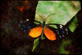 Butterflies 052039 Clearwing Ithomiid A4 Limited Edition Watercolour Print