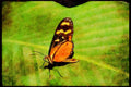 Butterflies 052040 Ithomiid A4 Limited Edition Watercolour Print