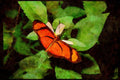 Butterflies 052042 Small Flambeau A4 Limited Edition Watercolour Print