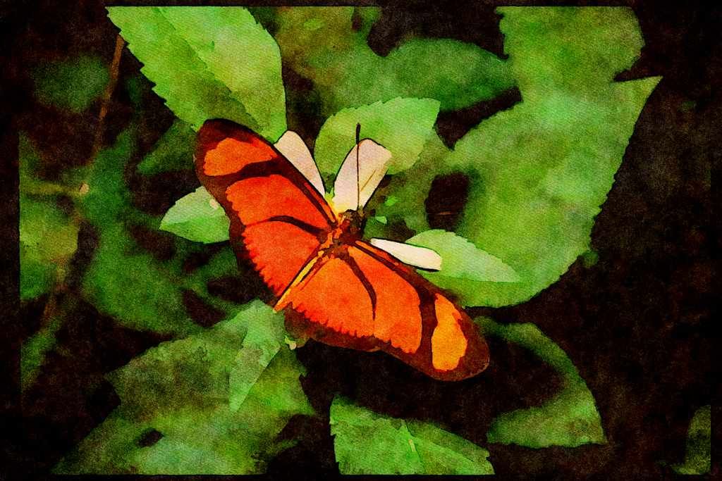 Butterflies 052042 Small Flambeau A4 Limited Edition Watercolour Print